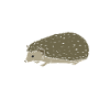 Hedgehog Pet