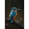 Kingfisher Kingfisher Bird Lover