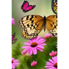 Flowers and butterfly
