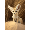 Fennec Desert Fox Animal Africa