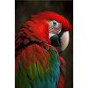 Parrot Bird Tropical Jungle