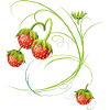 Fraises et fruits