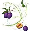 Prunes, fruit