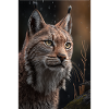 Lynx