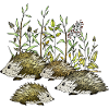 Igel