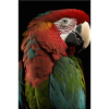 Parrot