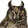 Owl Head