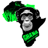 Ghana - Chimpanzés