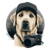 Labrador photographe