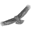 Aguila