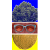 BABOON