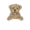 Cairn Terrier Chien
