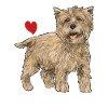 Cairn Terrier Dog
