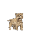 Cairn Terrier Dog