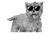 Cairn Terrier Dog