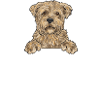 Cairn Terrier Dog