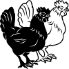 Two chickens