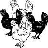 four chickens