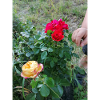 1 red rose and 1 yellow with small hand