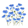 Blue flowers