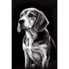 Beagle Dog Drawn