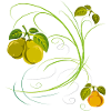 Pear, Fruit