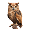 Low Poly Owl