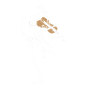 Violon squelette