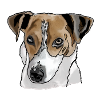 Jack Russel Terrier