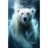 Polar bear
