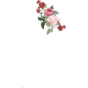 Roses over Roses