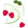 Raspberry, Fruit