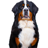 Bailey 2