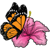 Butterfly Hibiscus Flowers