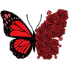 Butterfly Roses