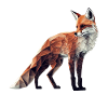 Tierliebhaber Geschenkidee Fuchs Rotfuchs Kunst