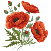 Coquelicots