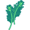 Peacock Feathers