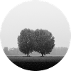 L’amour des arbres