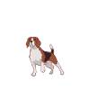 Beagle Gift Beagle Owner