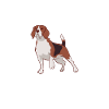 Beagle Geschenk Beagle Besitzer