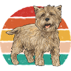 Cairn Terrier Dog
