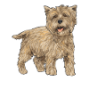 Cairn Terrier Dog