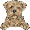 Cairn Terrier Dog