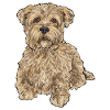 Cairn Terrier Dog