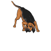 Bloodhound Chien Bloodhound