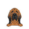 Bloodhound Chien Bloodhound