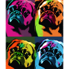 Pug Dog Pop Art
