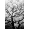 Structure of nature