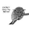 Tarsier Koboldmaki